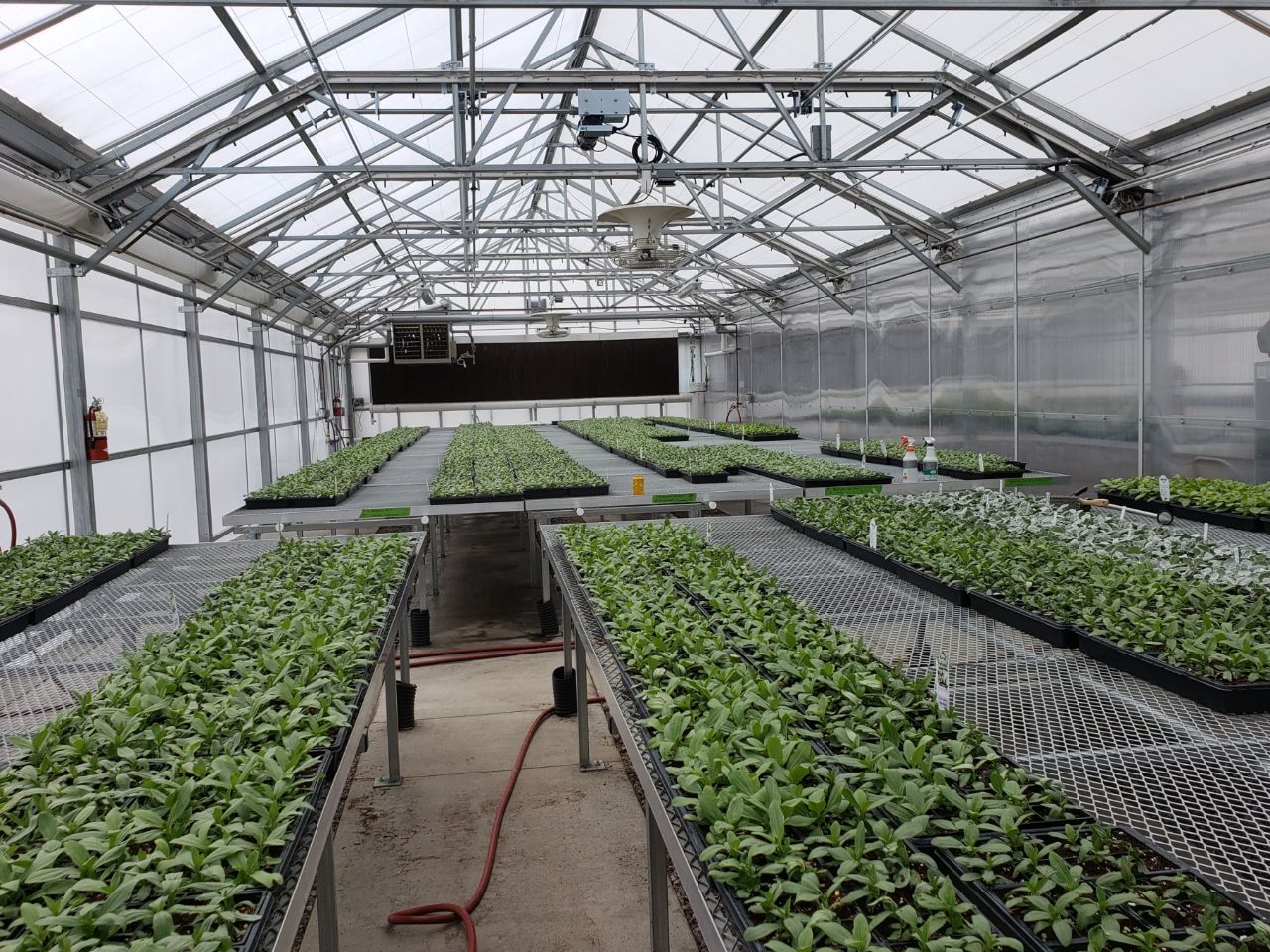 The interior of a greenhouse