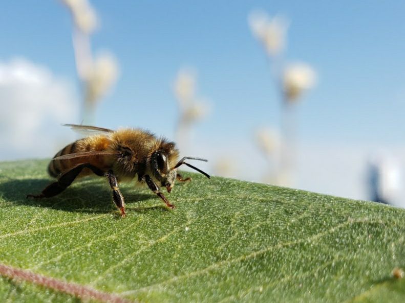 a honey bee on a leaf